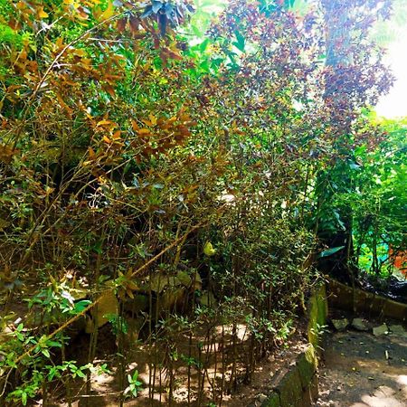 Jungle Face Inn エッラ エクステリア 写真