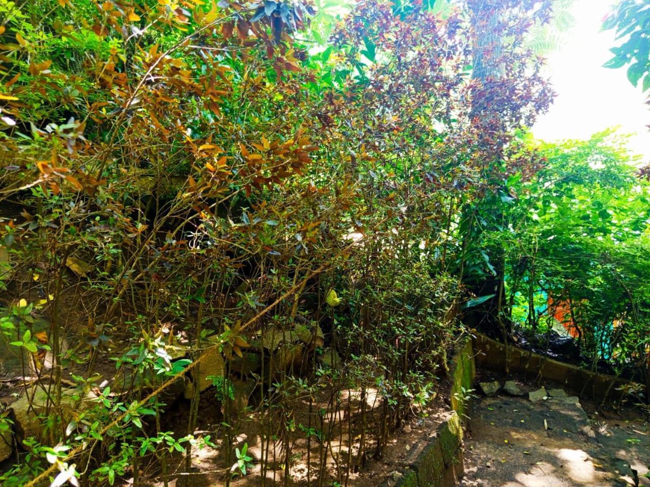 Jungle Face Inn エッラ エクステリア 写真