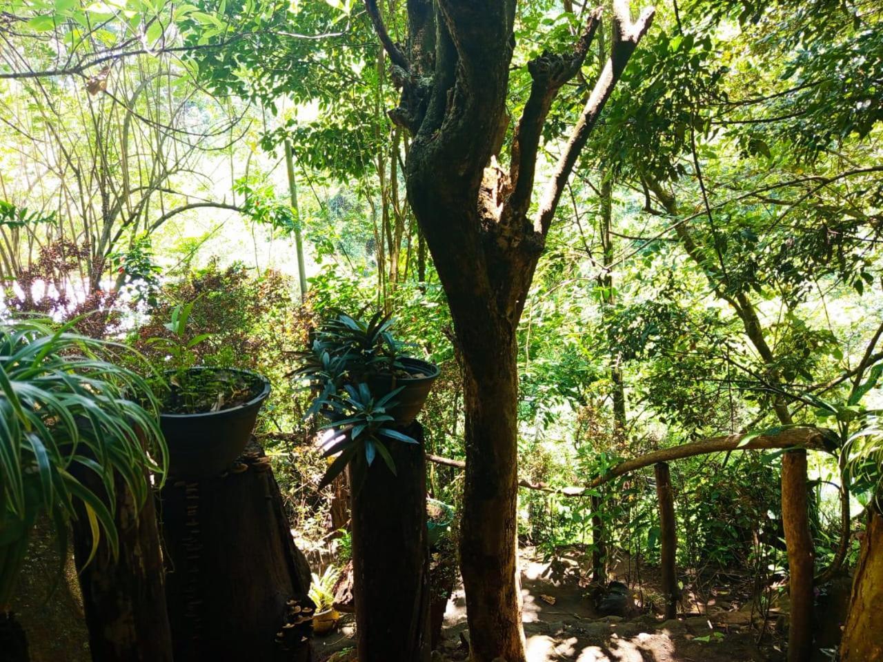 Jungle Face Inn エッラ エクステリア 写真