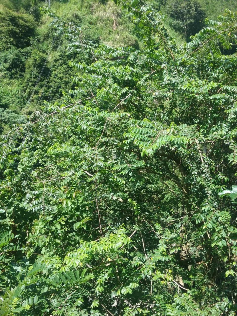Jungle Face Inn エッラ エクステリア 写真